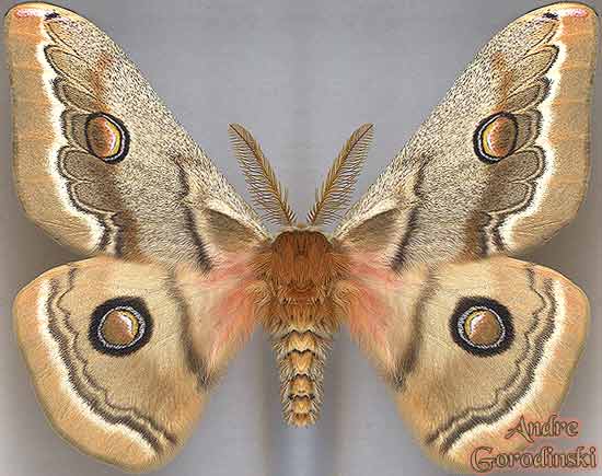 http://www.gorodinski.ru/saturniidae/Neoris huttoni schrenki.jpg